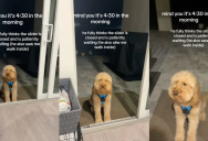 A Dog Didn’t Come Back Inside His House Because He Thought The Sliding Glass Door Was Closed