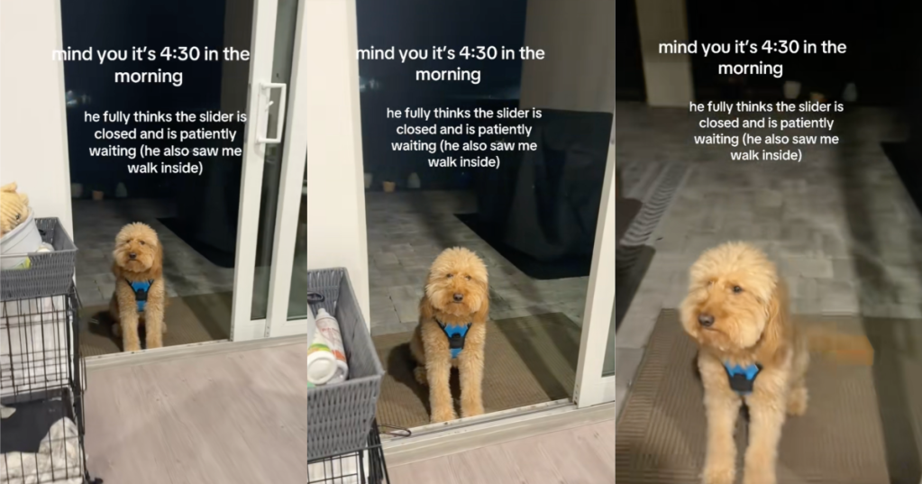 dog waiting by a door