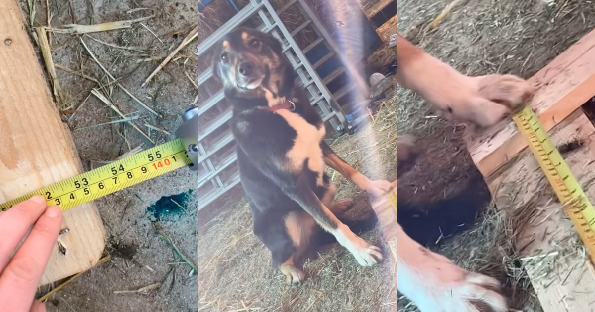 A Dog Lended A Helping Paw When Her Owner Was Building Something dog with its owner