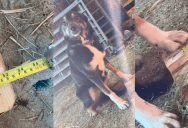 A Dog Lended A Helping Paw When Her Owner Was Building Something