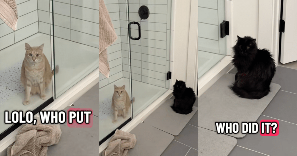 cats in a bathroom