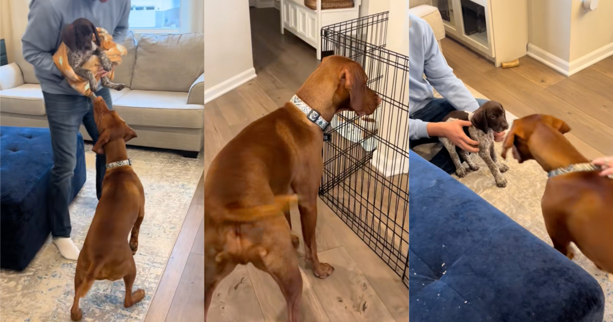 A Dog Got Excited When He Met His New Puppy Brother For The First Time dogs meeting for the first time