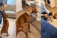 A Dog Got Excited When He Met His New Puppy Brother For The First Time