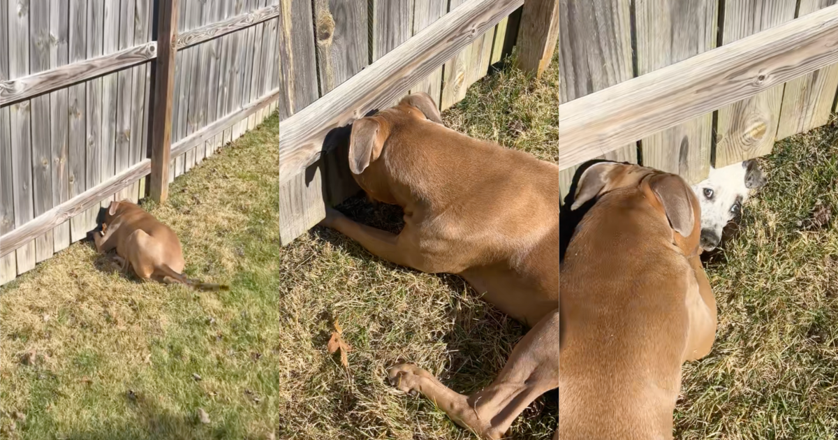 dog by a fence