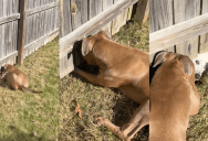 A Dog Went Go Great Lengths To See The Pooch Who Lives Next Door