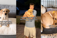 A Couple Thought Their Labrador Puppy Was Going To Get Huge, But She’s Still A Bit Of A Runt