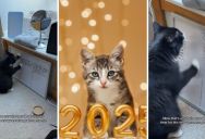 New Year New You? Not For This Adorable Cat Who Is Not Interested In New Year’s Resolutions