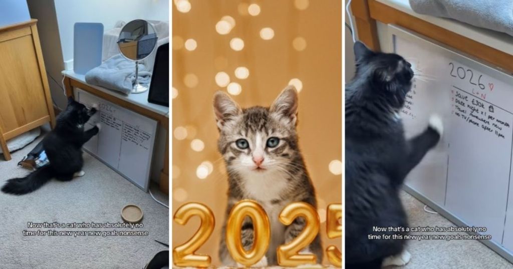 New year, same cat