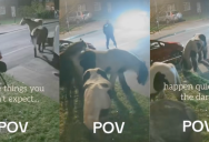 A Homeowner Was Surprised To See Horses In Her Front Yard In The Middle Of The Night