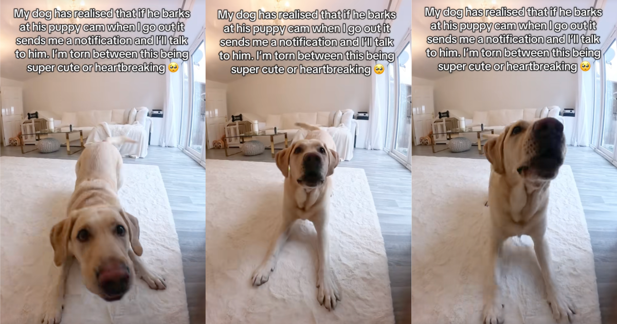 dog barking at camera