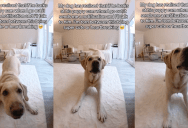 A Dog Barked At A Pet Camera Until His Owner Talked To Him