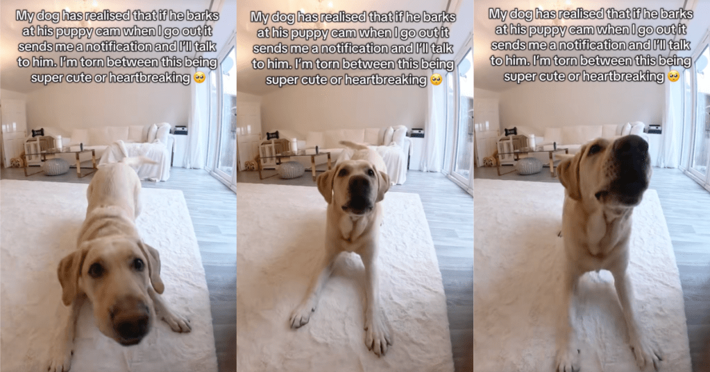 dog barking at camera