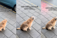 A Dog Whose Owner Passed Away Sometimes Still Waits For Her To Come Back