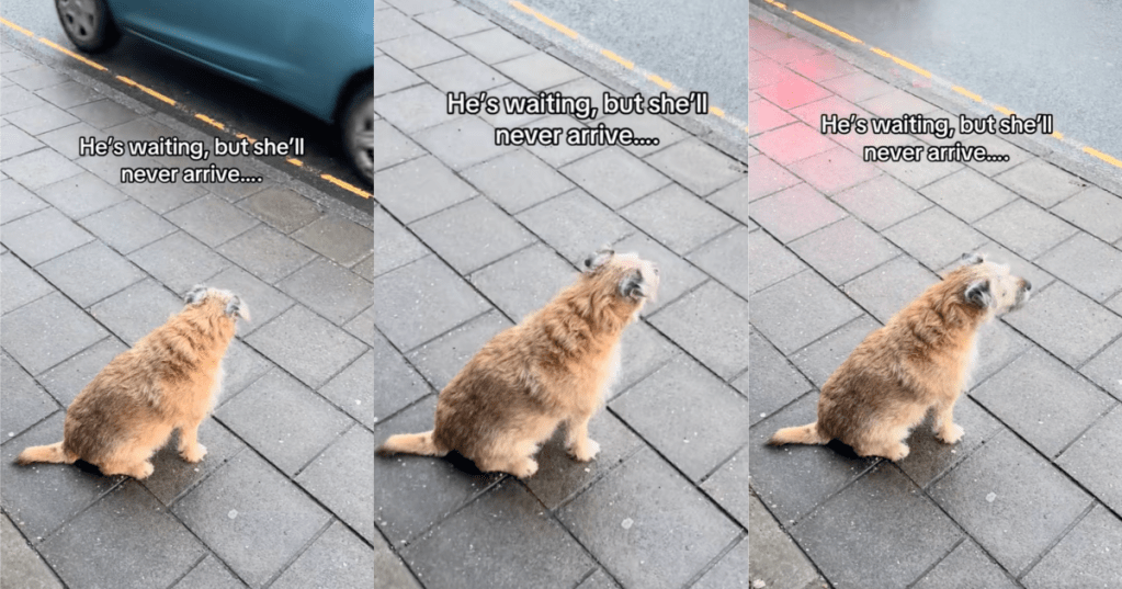 dog sitting on a sidewalk