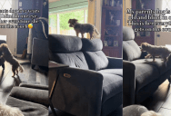 A Partially-Blind Senior Dog Had A Great Reaction After She Finally Jumped Up On A Couch