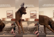 A Dog Filed His Own Nails And He Got Really Excited About It