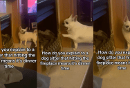 A Chihuahua Scratches A Fireplace When He Lets His Owner Know It’s Time To Eat
