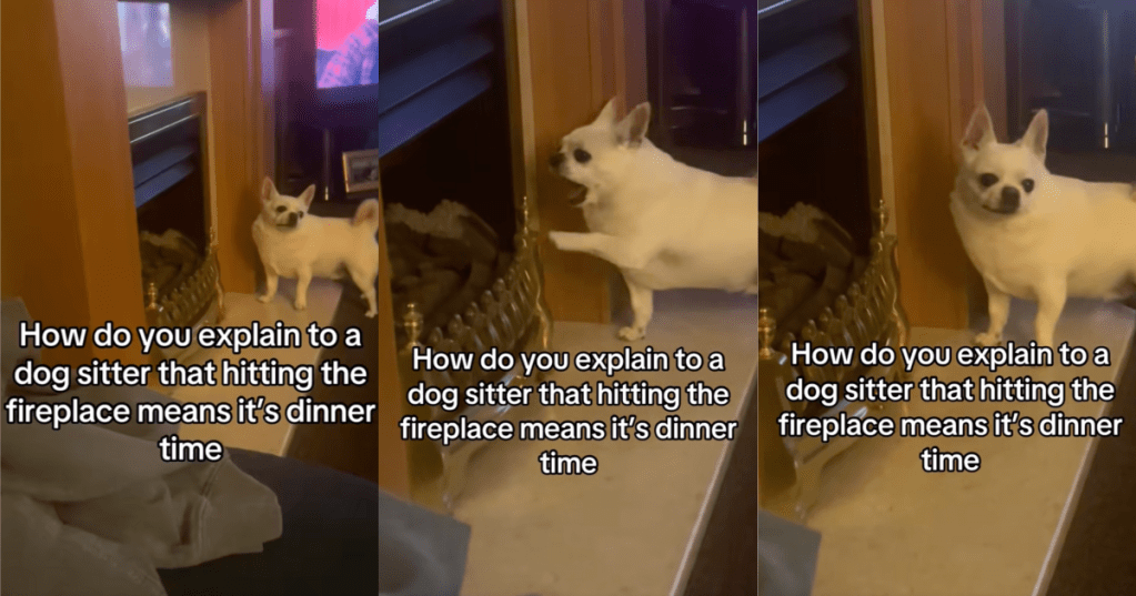 dog by a fireplace