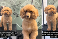 A Dog Groomer Showed The Makeover She Gave To Her Pooch