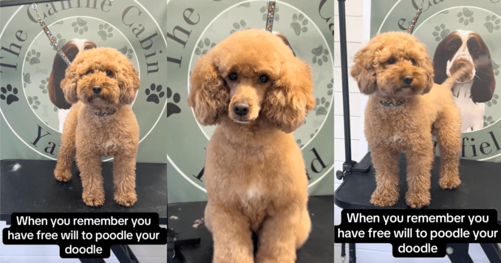 dog with a new haircut