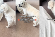 ‘Mom is officially hired for rock retrieval services.’ – A Dog Led His Owner To A Couch Because He Lost Something Very Important Inside Of It