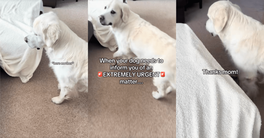 dog with a rock
