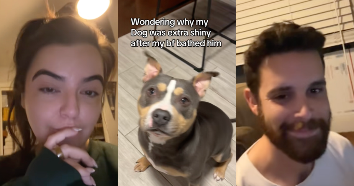 dog looking at its owner