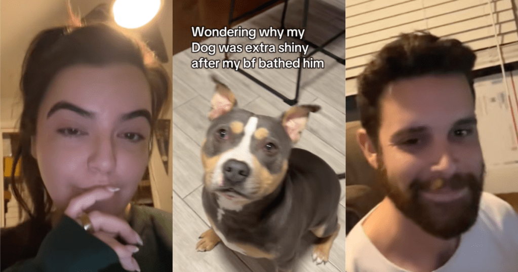 dog looking at its owner
