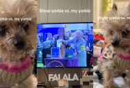 ‘What kind of shampoo is she using? Asking for a friend.’ – A Dog Owner Compared Her Pooch To A Show Dog On TV