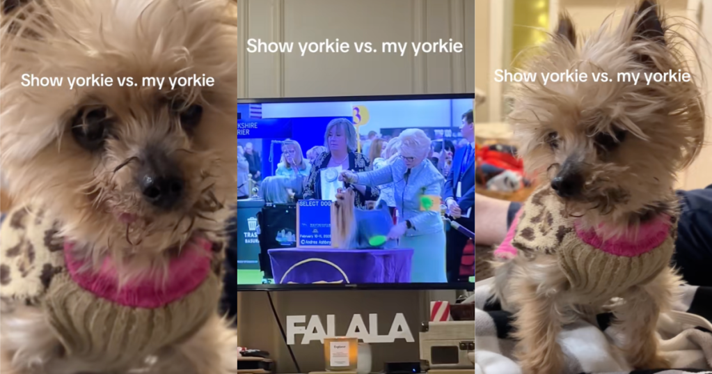 dog show on tv