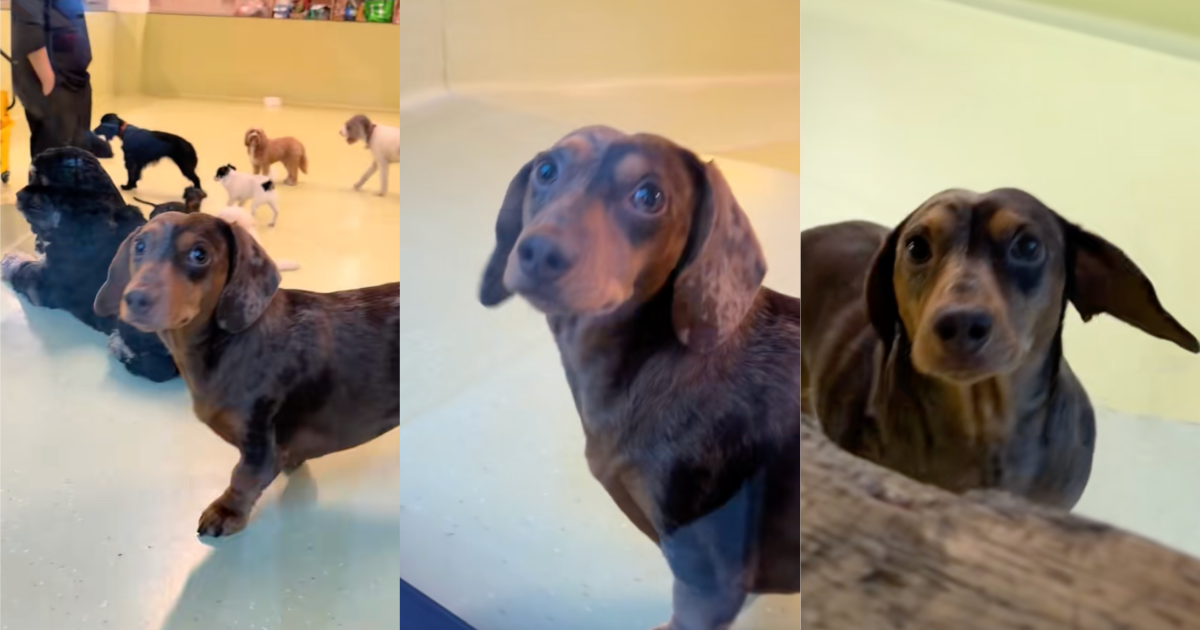 A Dog Made Sure To Look Twice When His Owner Came To Pick Him Up At Daycare dog in a daycare