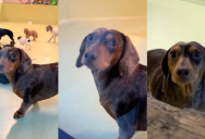 A Dog Made Sure To Look Twice When His Owner Came To Pick Him Up At Daycare