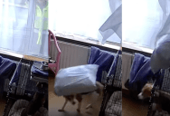 A Mailman Threw A Package Through A Window And Accidentally Hit A Dog