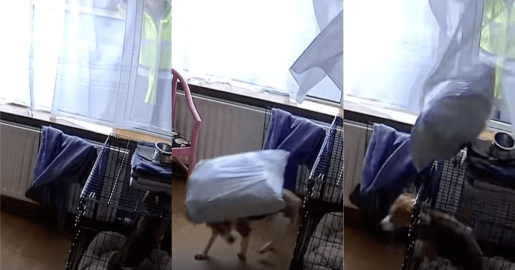 dog in a living room