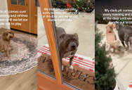 A Pit Bull Cries At Their Neighbor’s Back Door When It Wants To Play With The Pooch Who Lives There