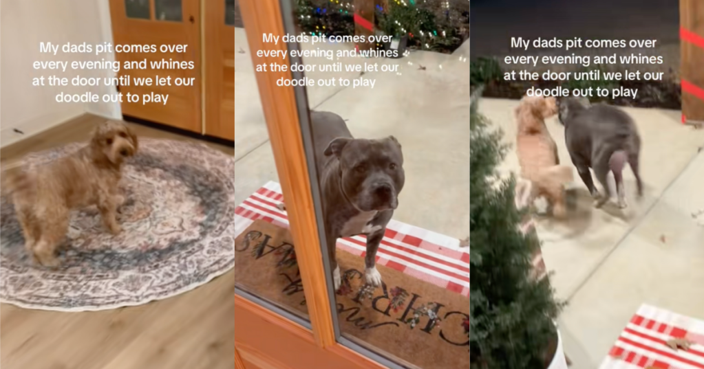 dog playing with each other