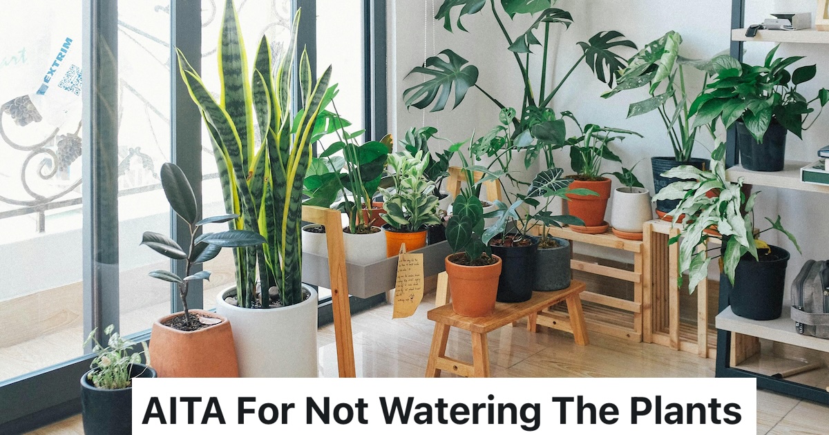 indoor plants in a row