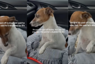 A Dog Had A Funny Reaction After He Had A Cast Removed From His Arm