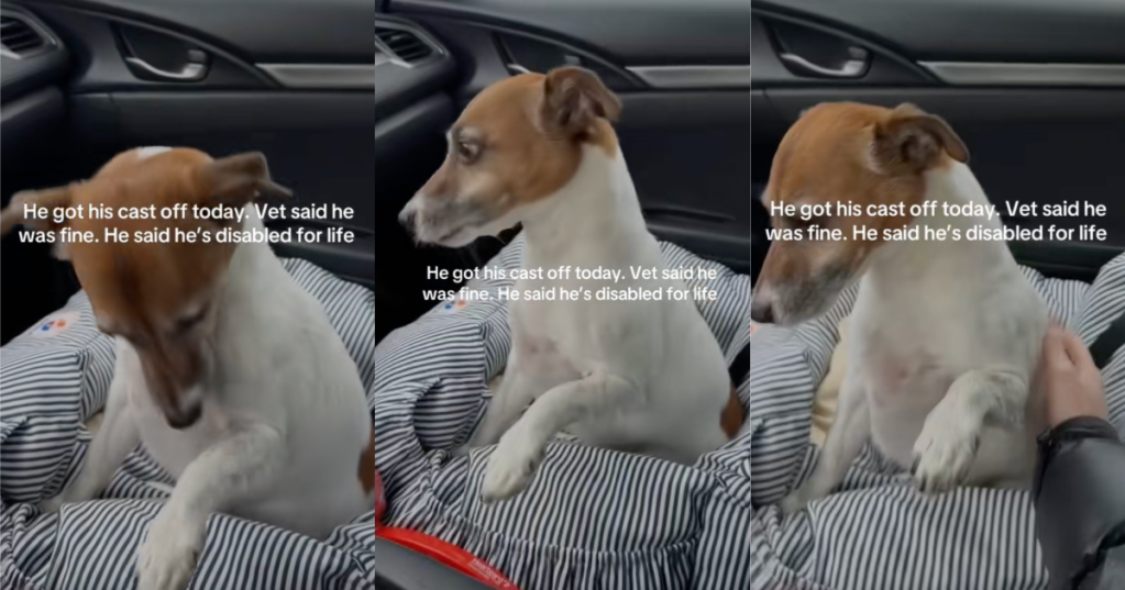 dog sitting in a car