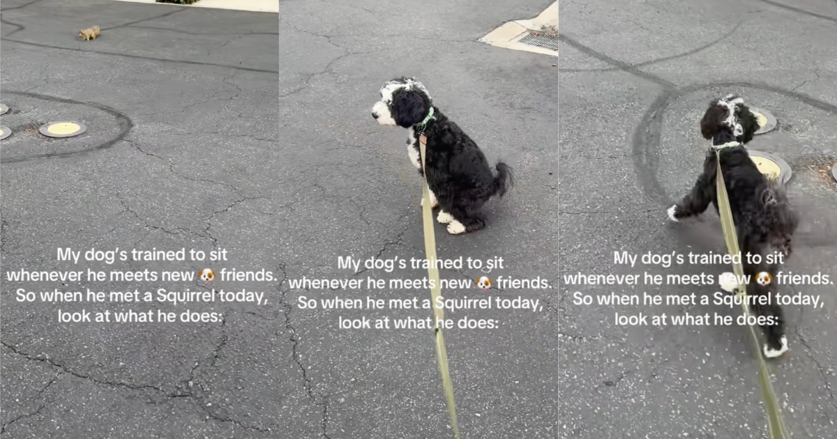 dog looking at a squirrel
