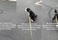 A Well-Trained Dog Took A Polite Seat When He Encountered A Squirrel