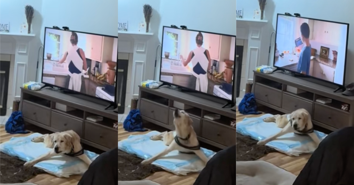 dog barking for dinner
