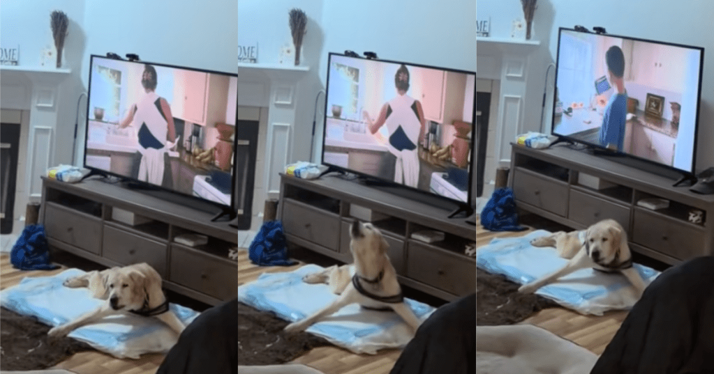 dog barking for dinner