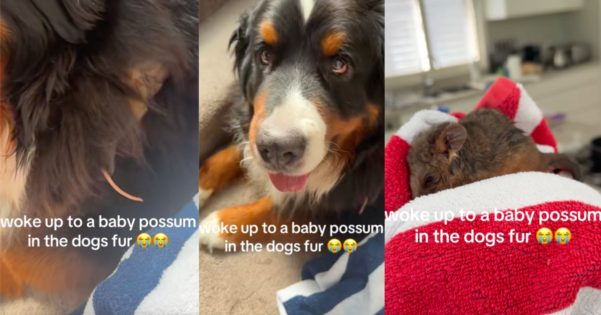 possum in a dog's fur
