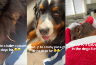 ‘Literally could not make this up.’ – An Owner Was Surprised To Find A Baby Possum In Her Dog’s Fur