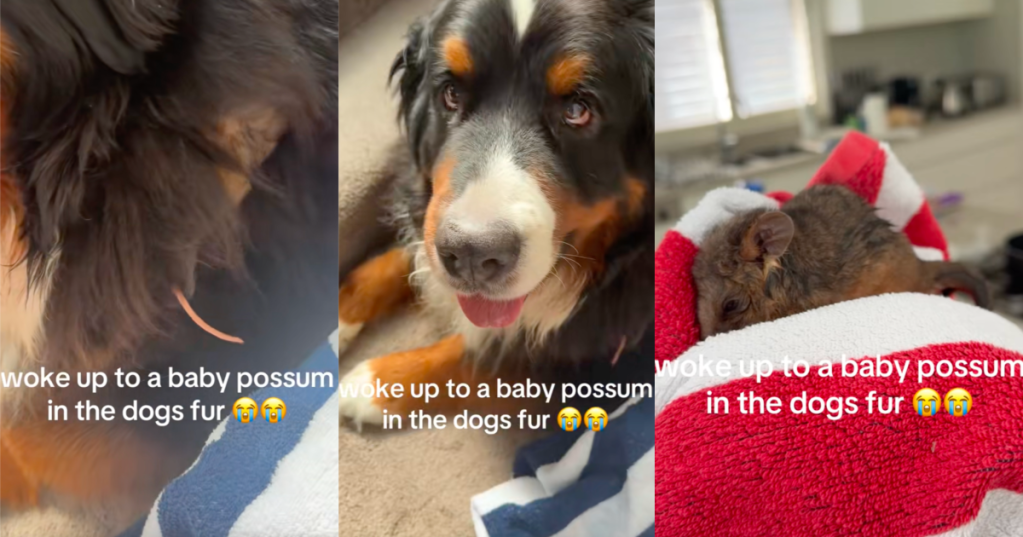 possum in a dog's fur