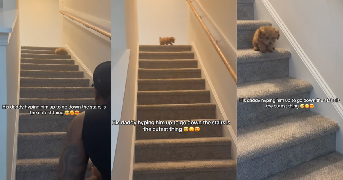 dog on a set of stairs