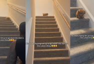 ‘His daddy hyping him up to go down the stairs is the cutest thing.’ – An Owner Encouraged His Pup To Be Brave On A Flight Of Stairs