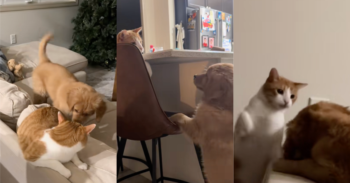 cat and dog fighting