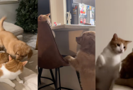 ‘Chester is a professional boxer at this point.’ – A Cat Got A New Puppy Sibling And Her Life Has Been Hectic Ever Since